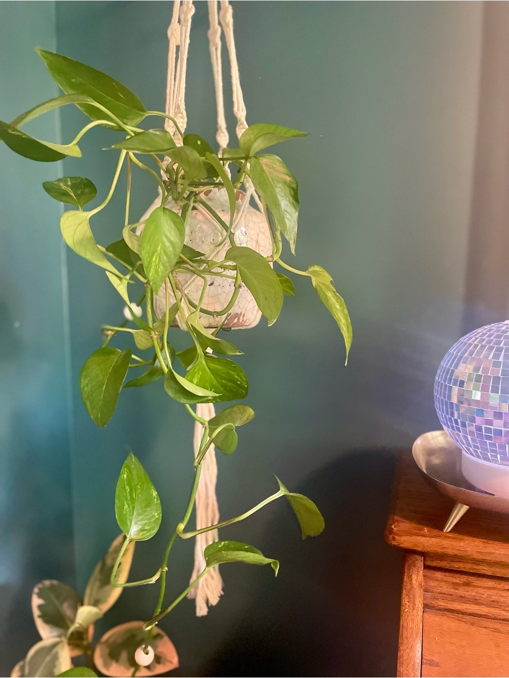 Macramé Plant Hanger